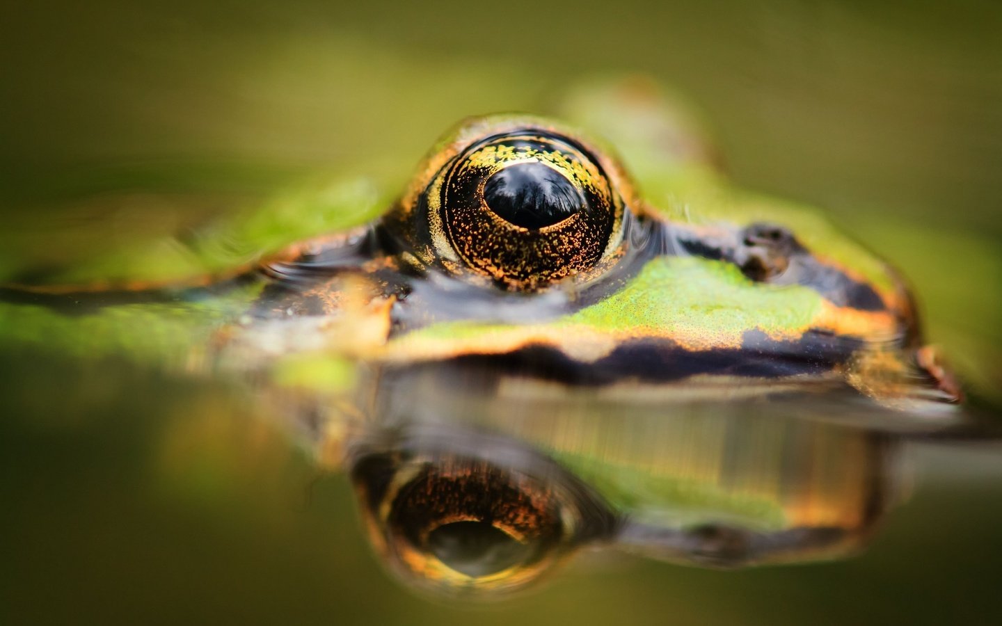 Обои вода, отражение, животные, лягушка, глаз, лягушки, water, reflection, animals, frog, eyes, frogs разрешение 2048x1342 Загрузить