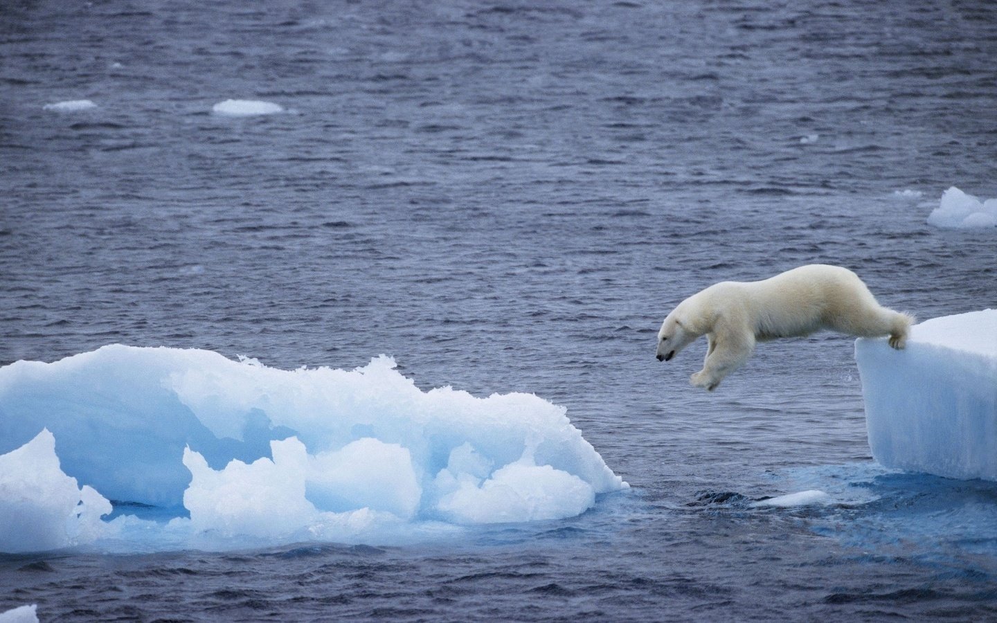 Обои море, медведь, белый, прыжок, льдина, арктика, полярный, sea, bear, white, jump, floe, arctic, polar разрешение 2560x1745 Загрузить