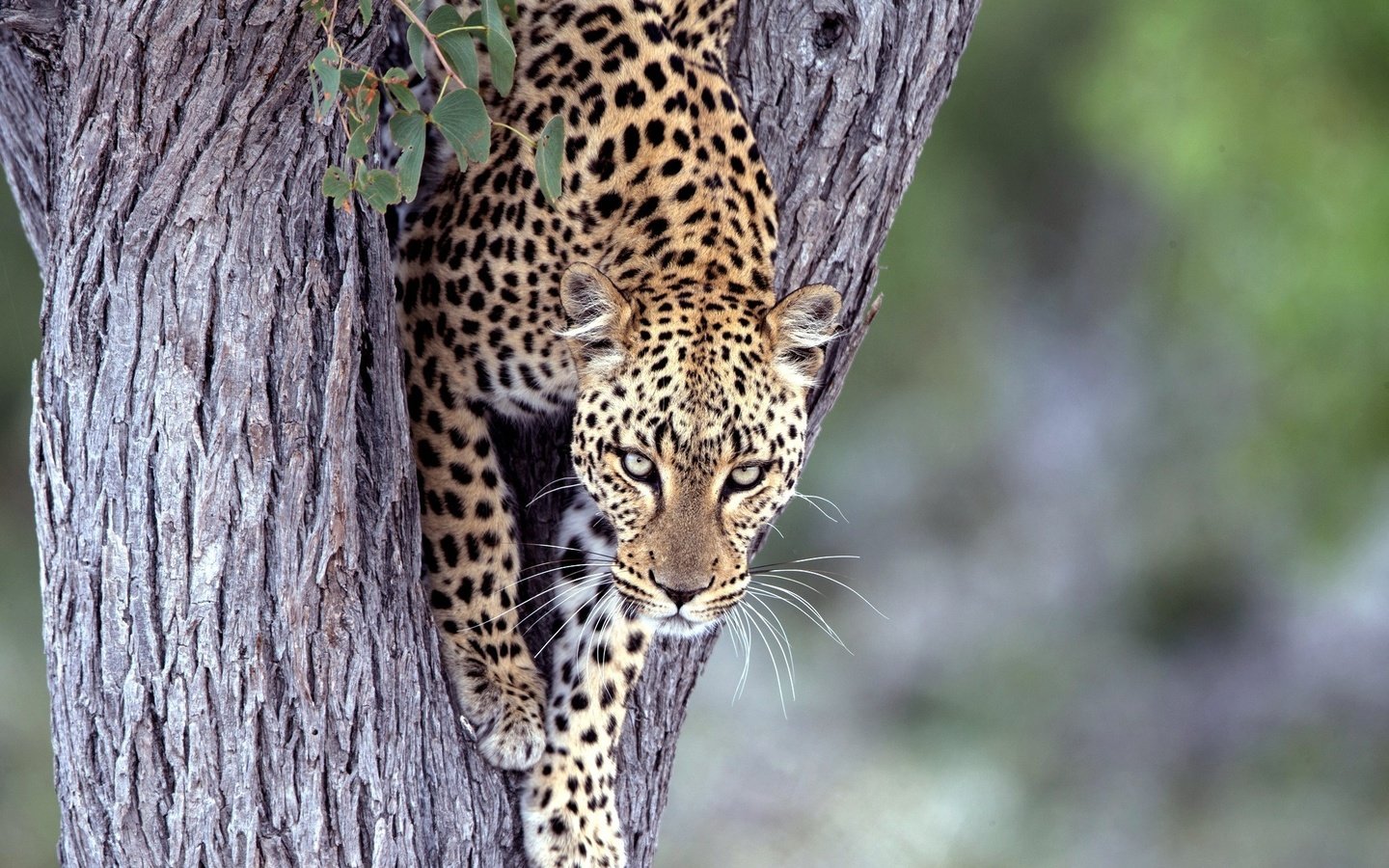 Обои дерево, взгляд, леопард, хищник, большая кошка, tree, look, leopard, predator, big cat разрешение 2048x1336 Загрузить