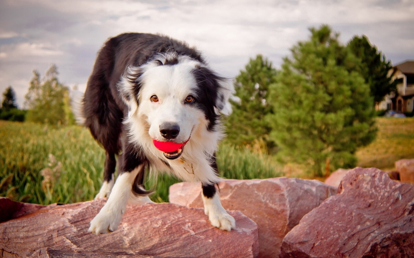 Обои камни, собака, мячик, бордер колли.взгляд, бордер колли, stones, dog, the ball, border collie.look, border collie разрешение 1920x1280 Загрузить