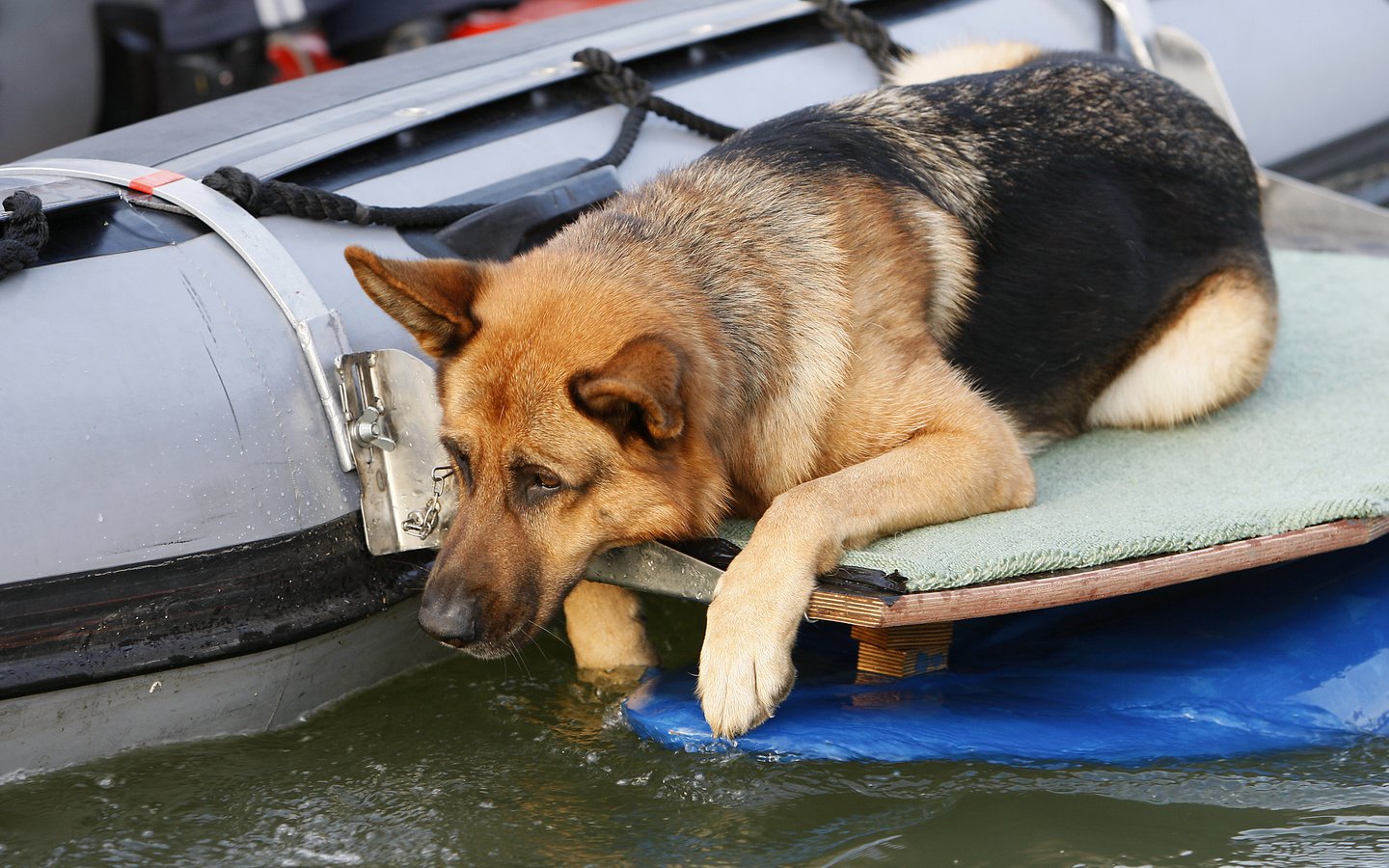 Обои собака, немецкая овчарка, рекс, "комиссар рекс", 17, dog, german shepherd, rex, "inspector rex" разрешение 3679x2378 Загрузить