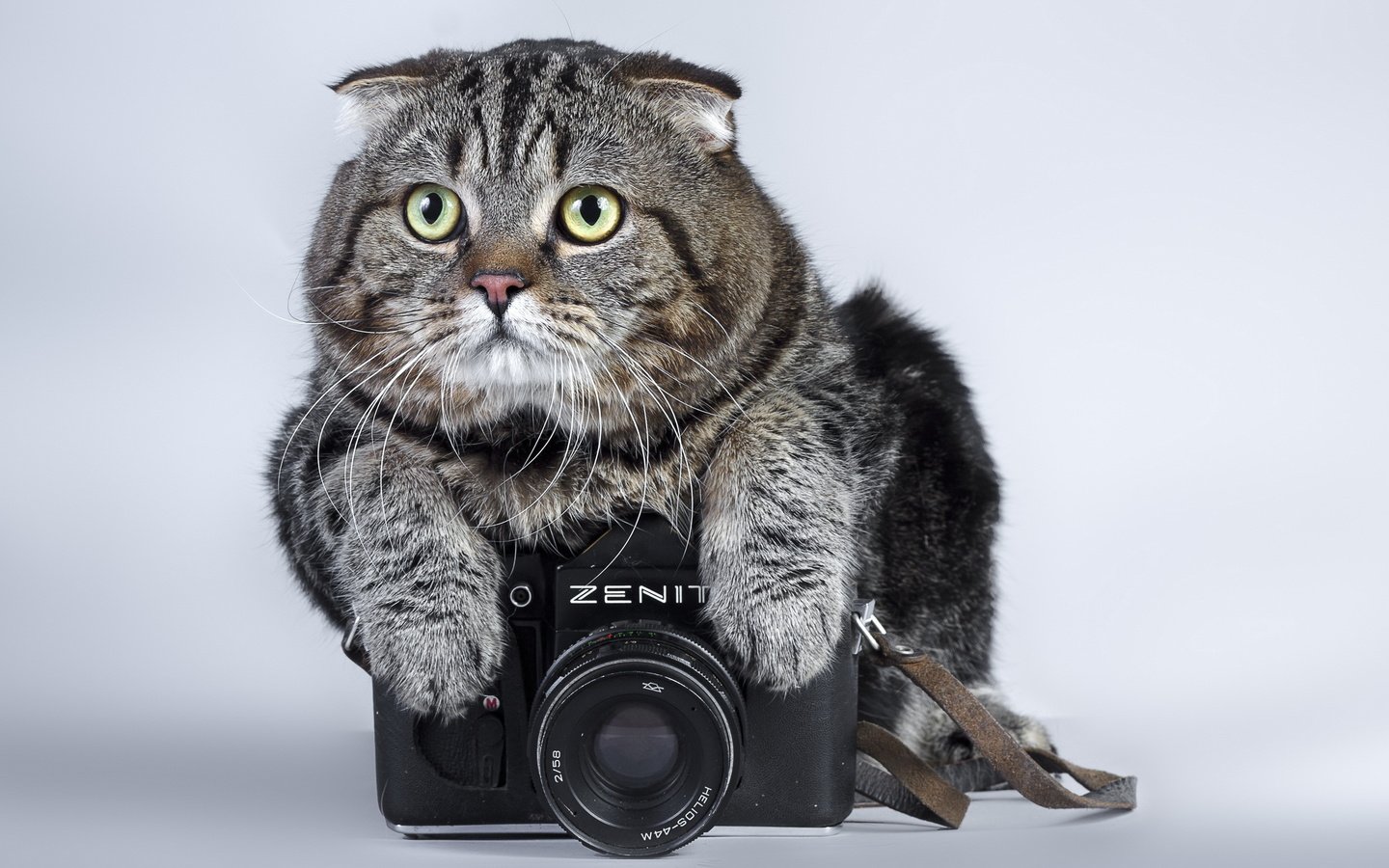 Обои кот, кошка, фотоаппарат, зенит, камера, полосатый, cat, the camera, zenit, camera, striped разрешение 2560x1600 Загрузить