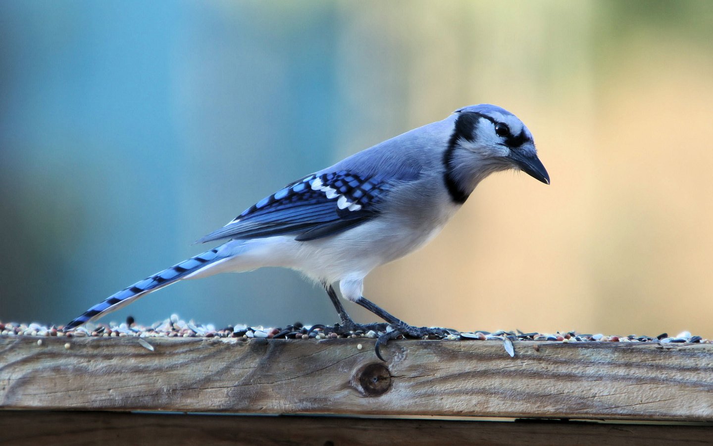 Обои птица, голубая, зерно, семечки, корм, сойка, голубая сойка, bird, blue, grain, seeds, food, jay, blue jay разрешение 3068x2159 Загрузить