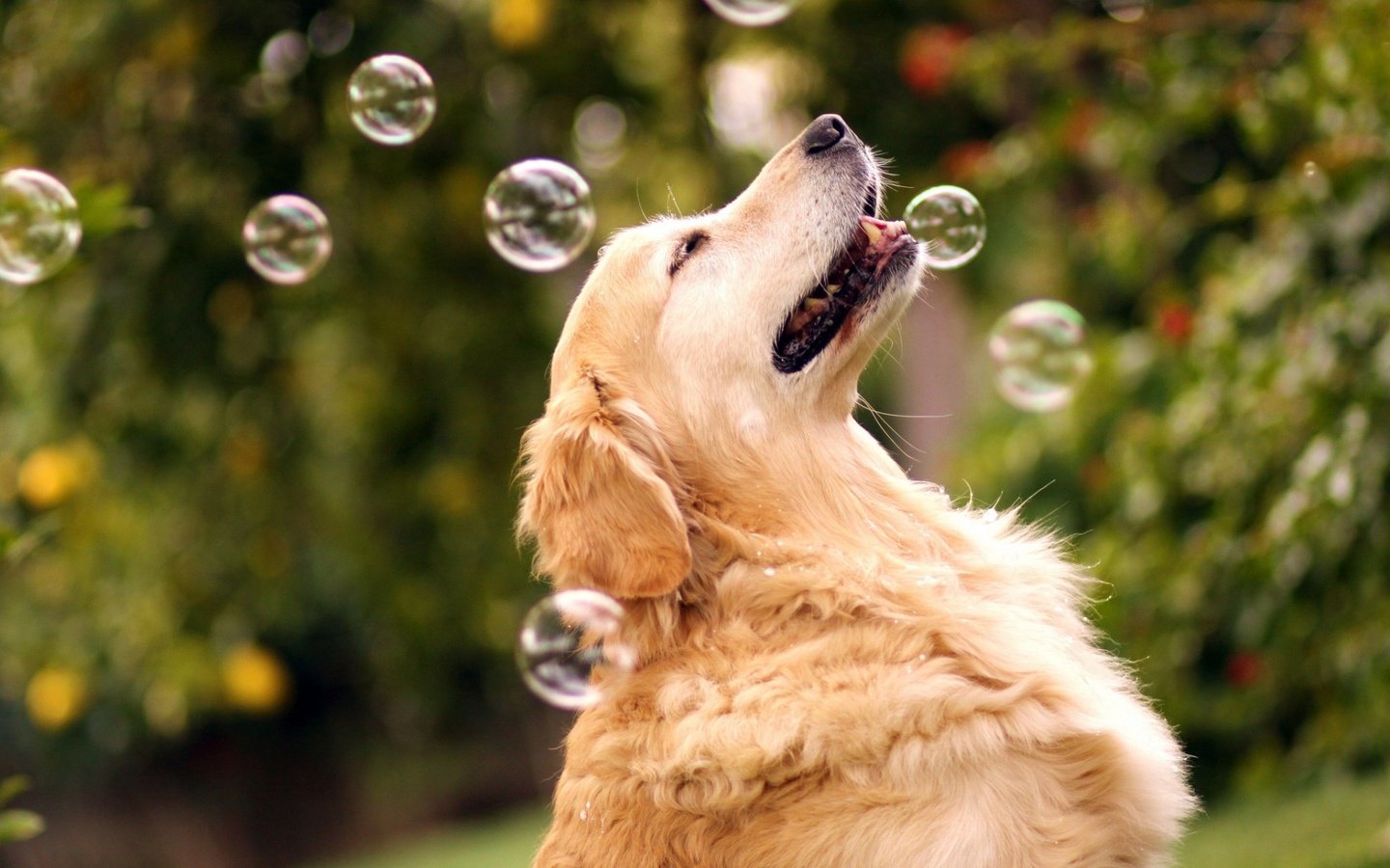 Обои природа, собака, мыльные пузыри, золотистый ретривер, nature, dog, bubbles, golden retriever разрешение 1920x1200 Загрузить