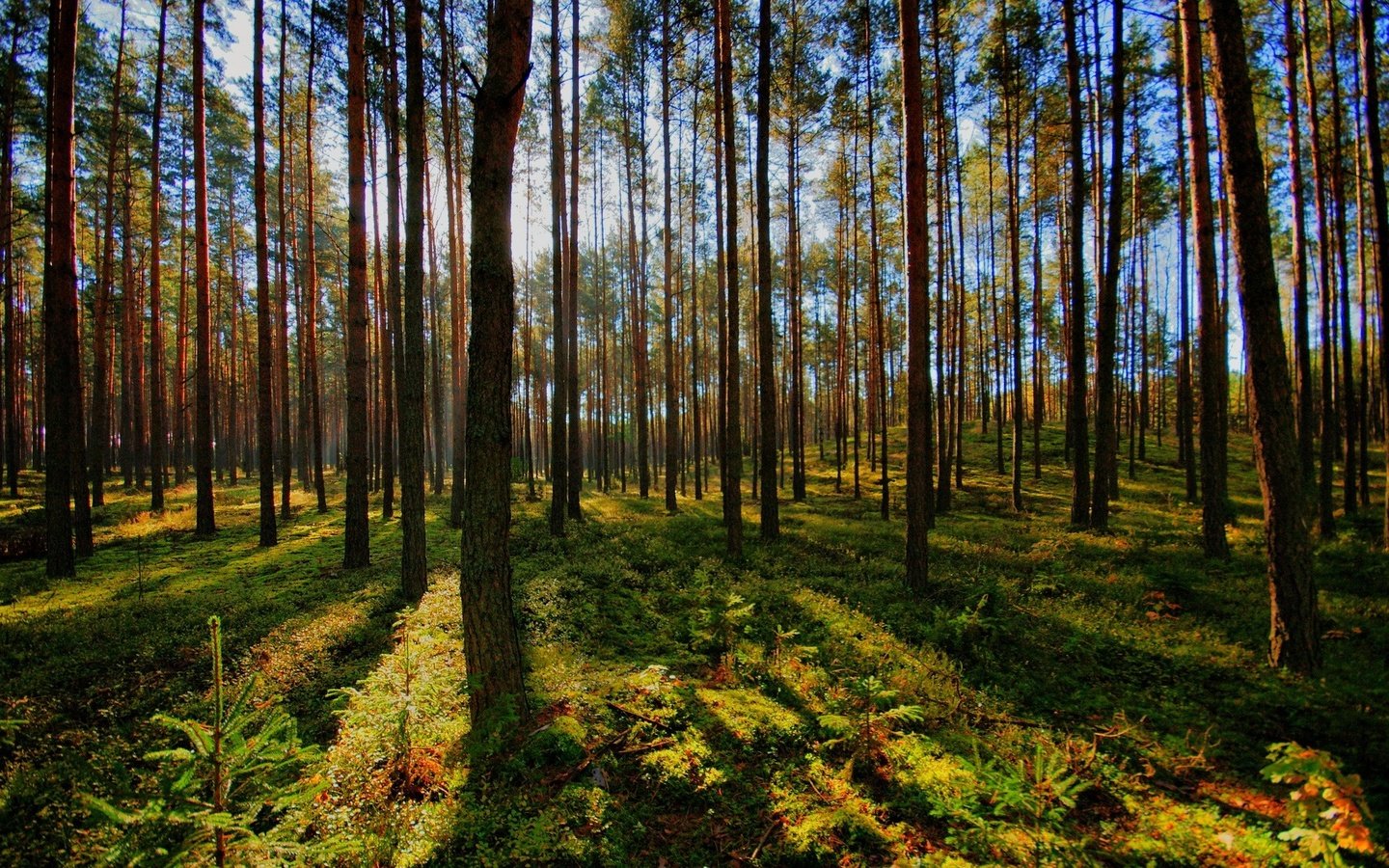Хвойный лес Тюмень