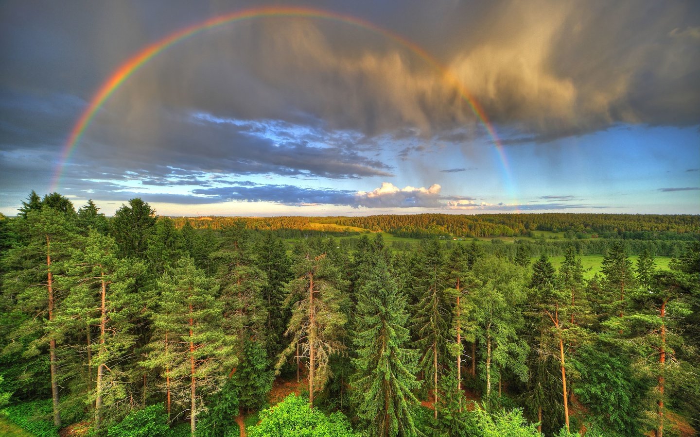 Обои лес, радуга, forest, rainbow разрешение 5315x3543 Загрузить