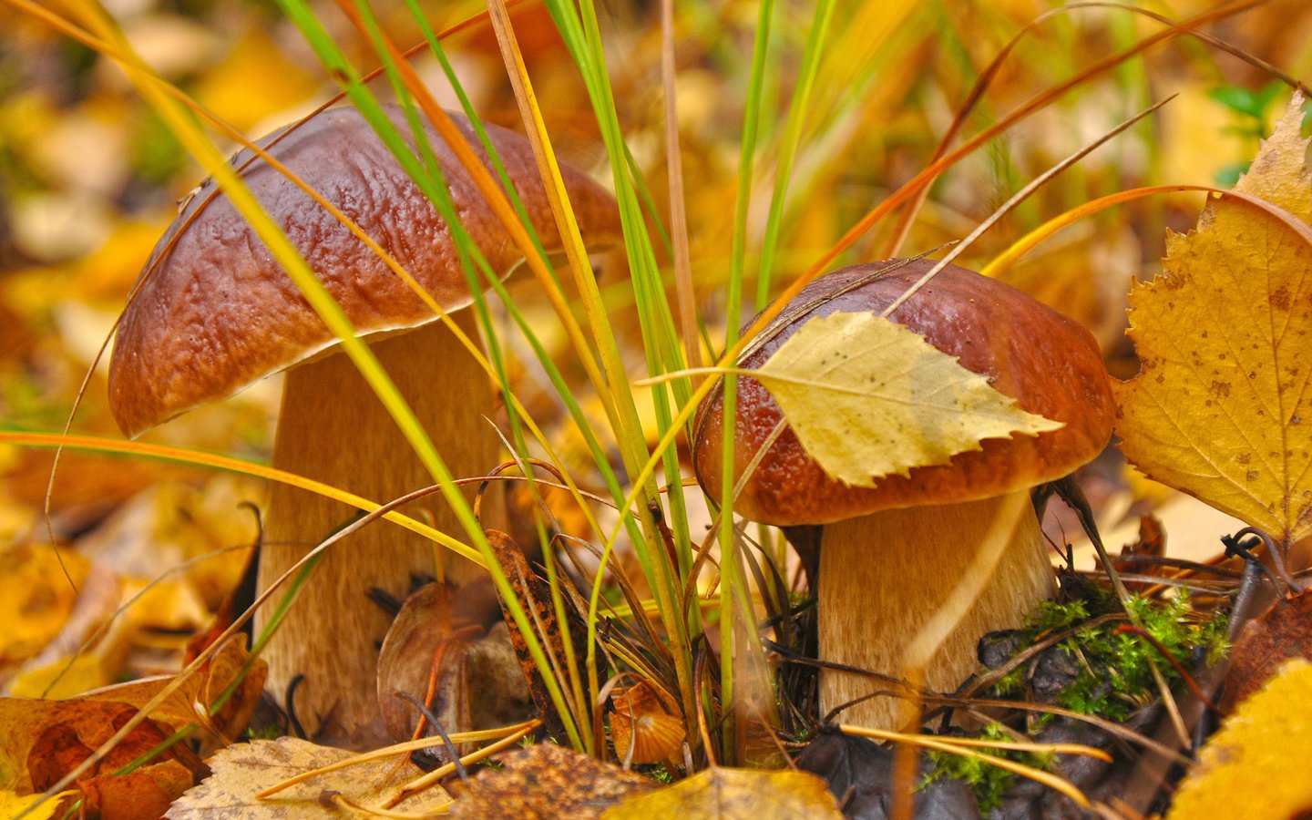 Обои трава, листья, макро, осень, грибы, гриб, grass, leaves, macro, autumn, mushrooms, mushroom разрешение 2560x1600 Загрузить