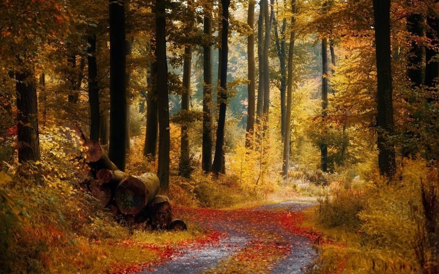 Обои дорога, деревья, лес, осень, тропинка, бревна, road, trees, forest, autumn, path, logs разрешение 1920x1080 Загрузить