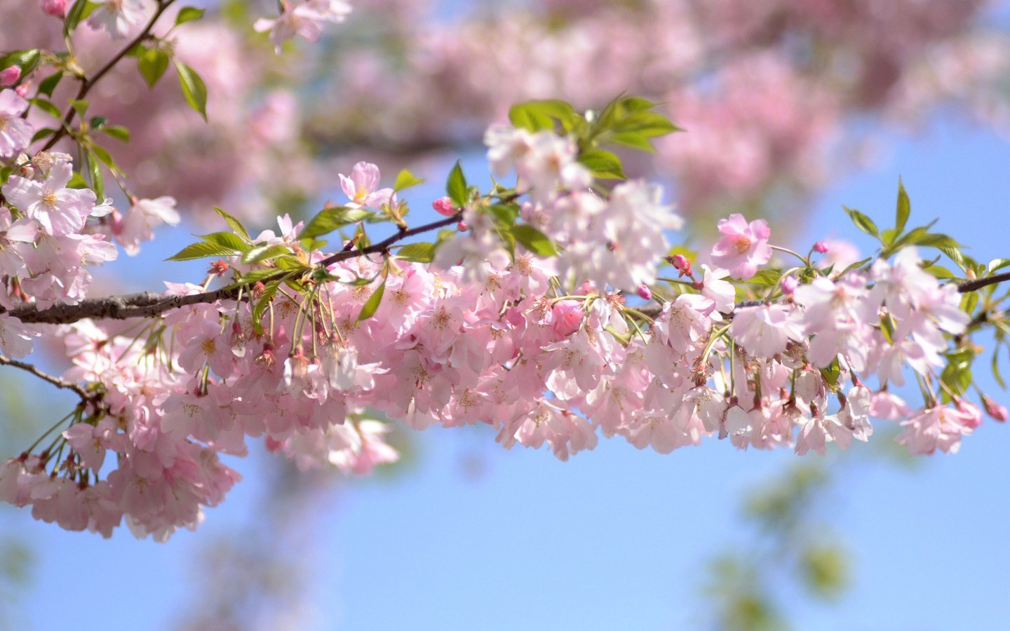 Обои небо, цветы, ветка, цветение, весна, вишня, the sky, flowers, branch, flowering, spring, cherry разрешение 1920x1200 Загрузить