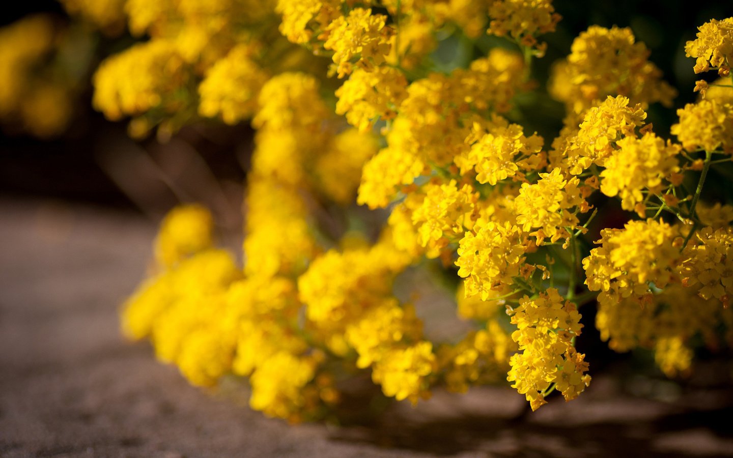 Обои цветы, цветение, желтые, кустарник, желтые цветы, flowers, flowering, yellow, shrub, yellow flowers разрешение 1920x1200 Загрузить