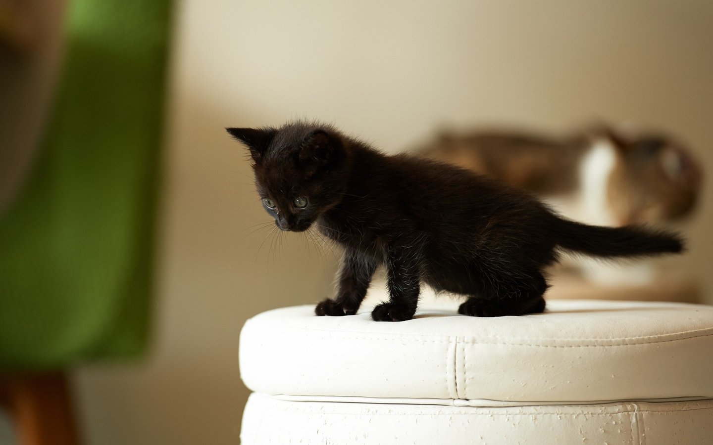 Обои кошка, котенок, черный, малыш, наблюдает, пуфик, cat, kitty, black, baby, watching, ottoman разрешение 1920x1200 Загрузить