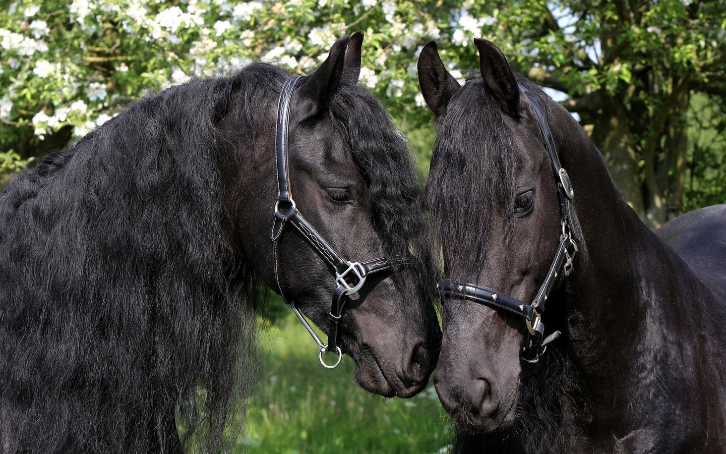 Обои лошади, грива, чёрные, яблони, пара коней вороных, horse, mane, black, apple, a pair of horses black horses разрешение 2048x1363 Загрузить