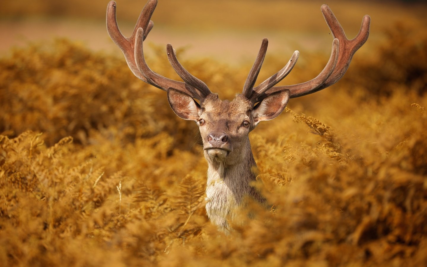 Обои олень, животные, рога, папоротник, deer, animals, horns, fern разрешение 2048x1365 Загрузить