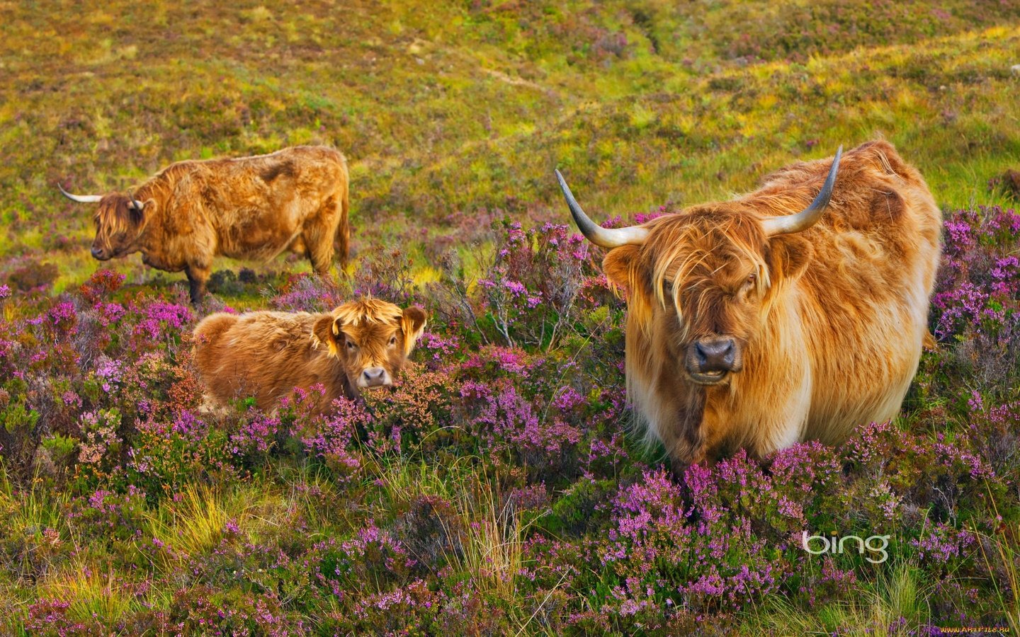 Обои корова, телёнок, вереск, лохматые шотландские коровы, cow, calf, heather, shaggy scottish cows разрешение 1920x1200 Загрузить