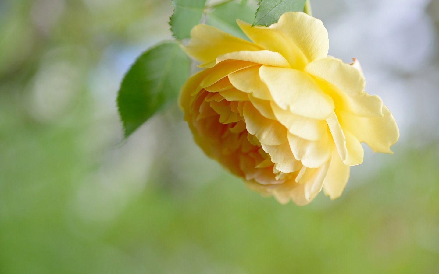 Обои цветок, роза, лепестки, жёлтая, flower, rose, petals, yellow разрешение 2048x1367 Загрузить