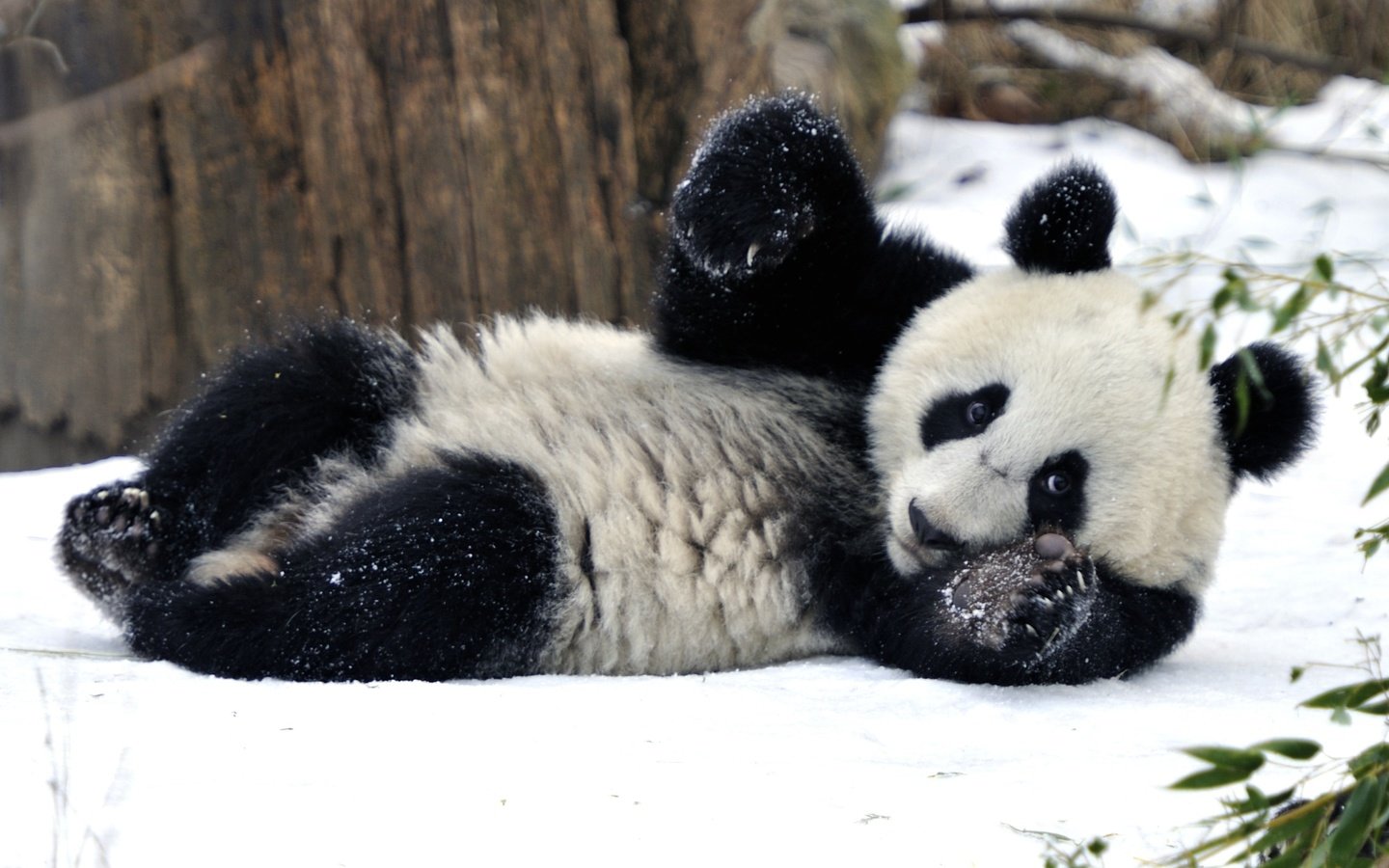 Обои снег, зима, панда, бамбуковый медведь, snow, winter, panda, bamboo bear разрешение 2600x1730 Загрузить