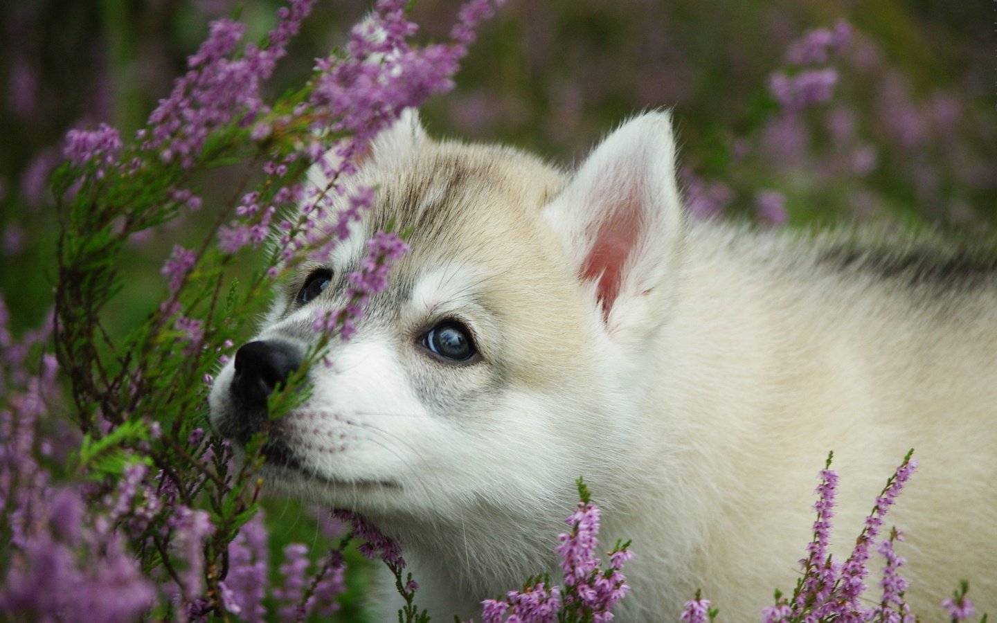 Обои цветы, собака, щенок, хаски, хаски морда, haski, flowers, dog, puppy, husky, husky muzzle разрешение 2560x1600 Загрузить