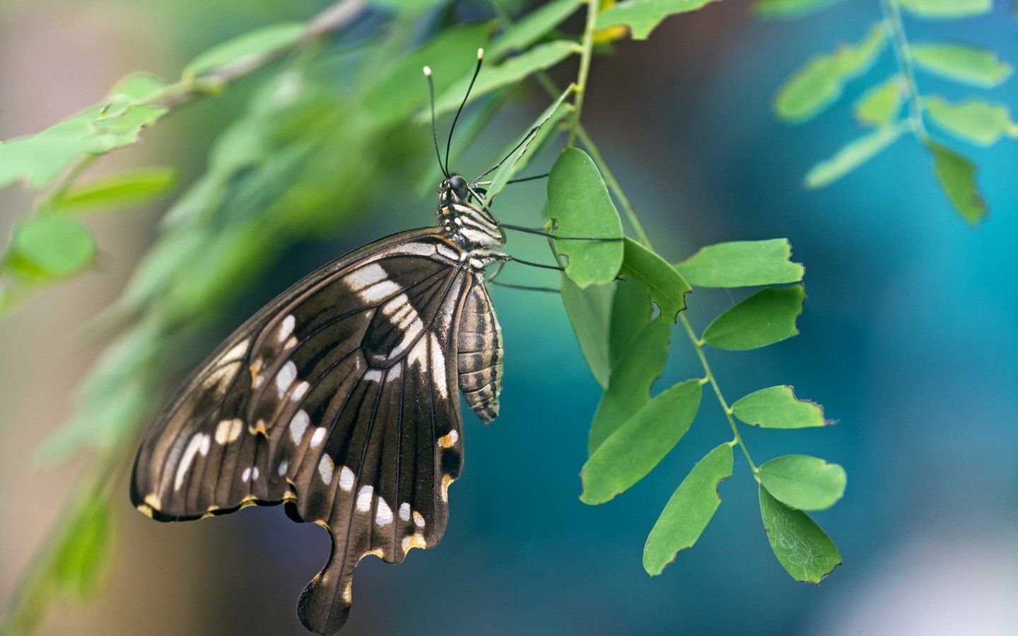 Обои ветка, листья, бабочка, крылья, насекомые, branch, leaves, butterfly, wings, insects разрешение 3000x1995 Загрузить