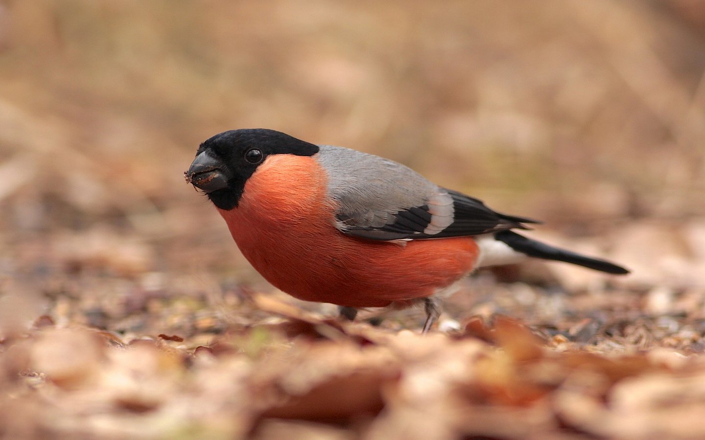 Обои листья, птица, снегирь, сухие, клест, leaves, bird, bullfinch, dry, klest разрешение 2048x1433 Загрузить