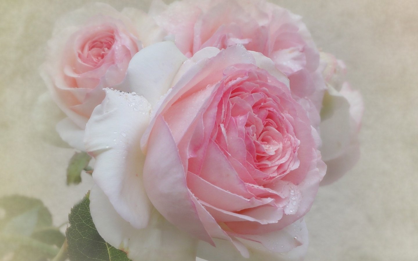 Обои цветы, фон, розы, нежные, flowers, background, roses, gentle разрешение 2048x1417 Загрузить