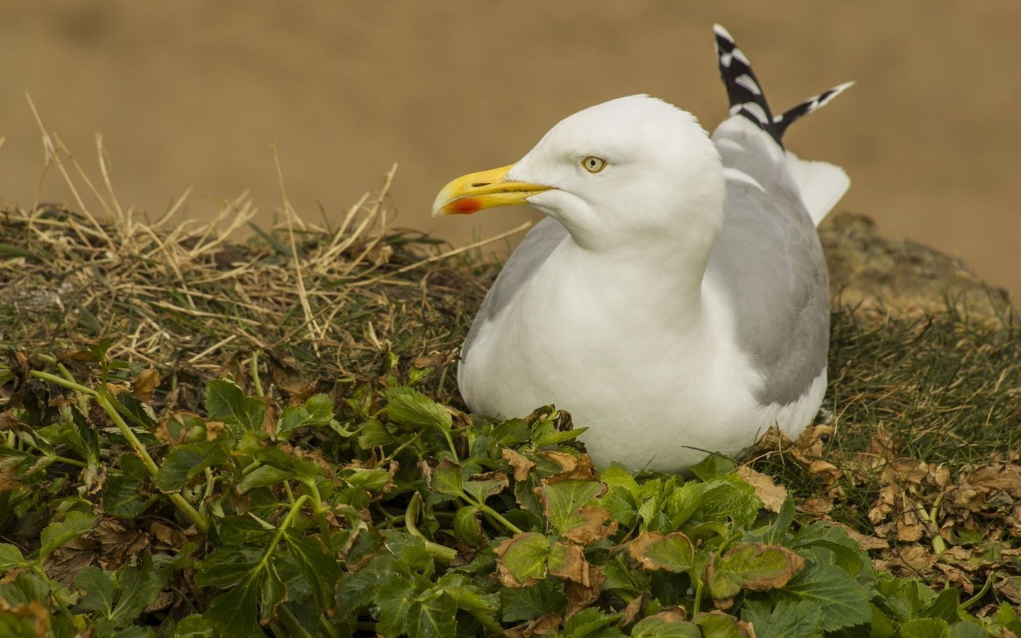 Обои трава, природа, листья, чайка, птицы, grass, nature, leaves, seagull, birds разрешение 2048x1365 Загрузить