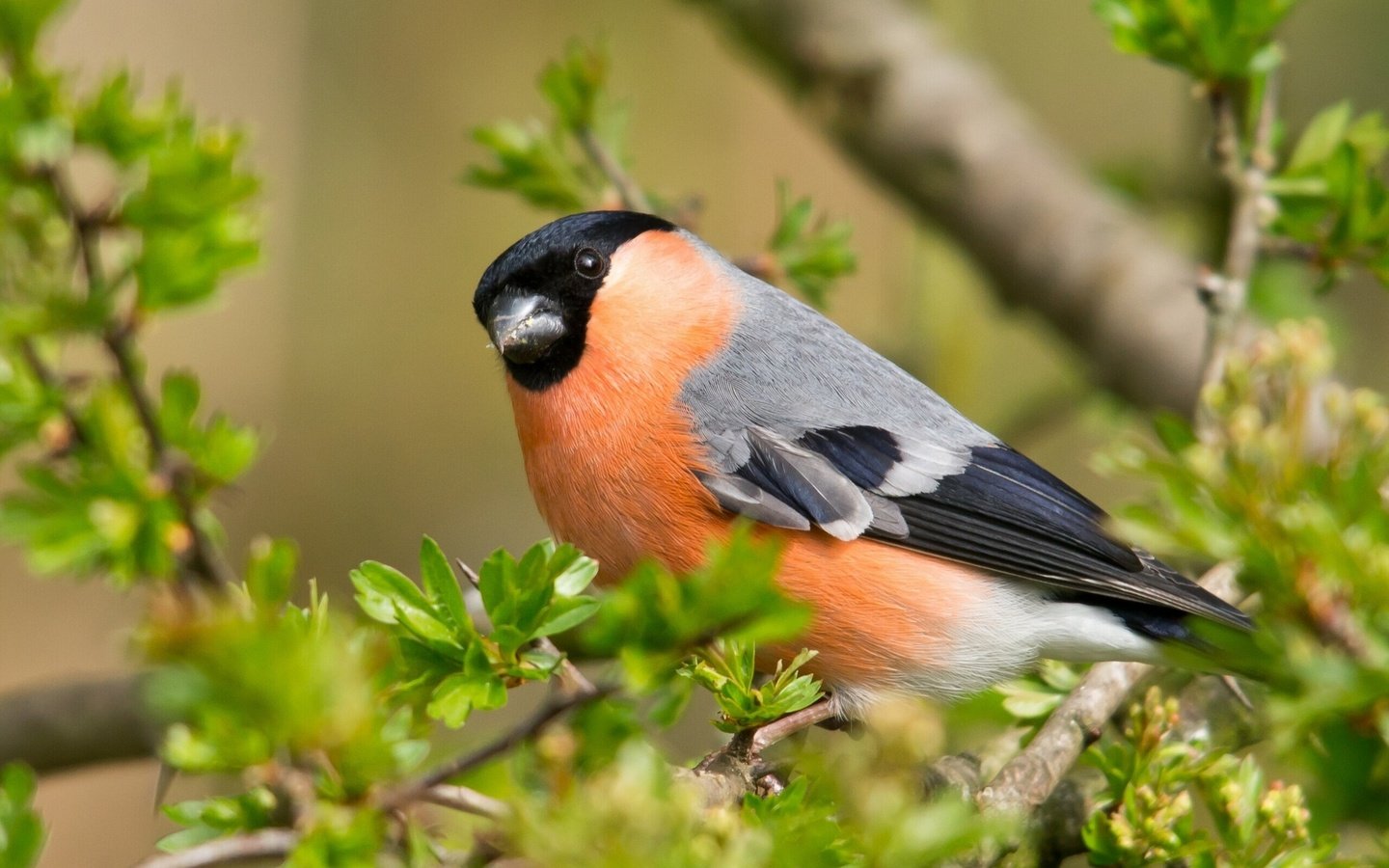 Обои листья, ветки, птица, клюв, снегирь, leaves, branches, bird, beak, bullfinch разрешение 2048x1538 Загрузить