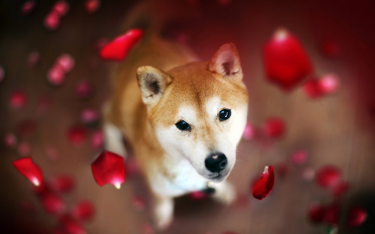 Обои цветы, лепестки, взгляд, собака, сиба-ину, flowers, petals, look, dog, shiba inu разрешение 1920x1200 Загрузить