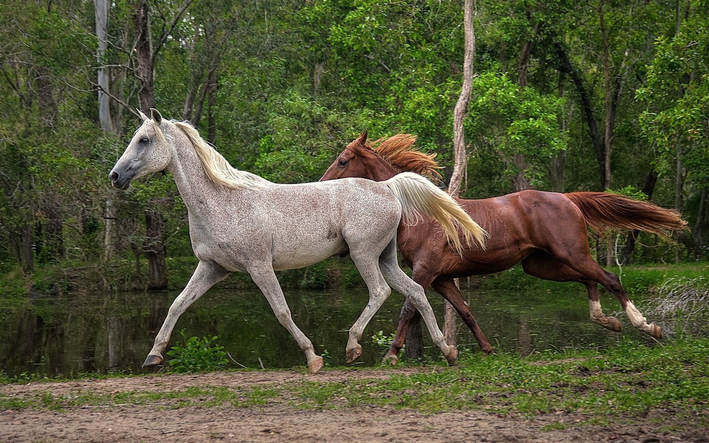 Обои деревья, вода, природа, лошади, кони, бег, гривы, trees, water, nature, horse, horses, running, mane разрешение 2048x1324 Загрузить