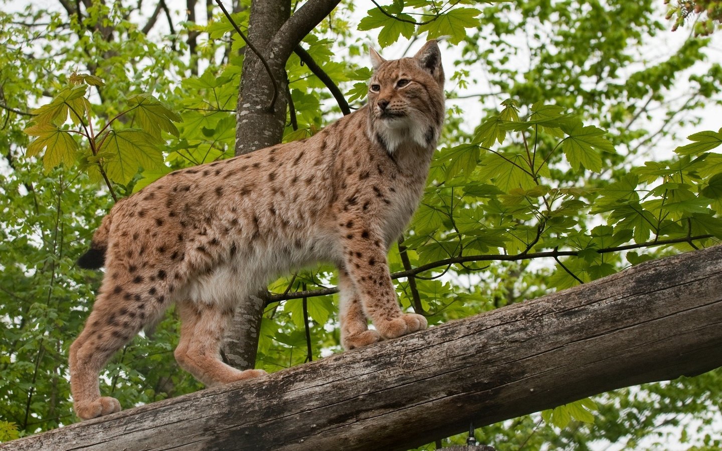 Обои лес, рысь, бревно, дикая кошка, forest, lynx, log, wild cat разрешение 2048x1328 Загрузить