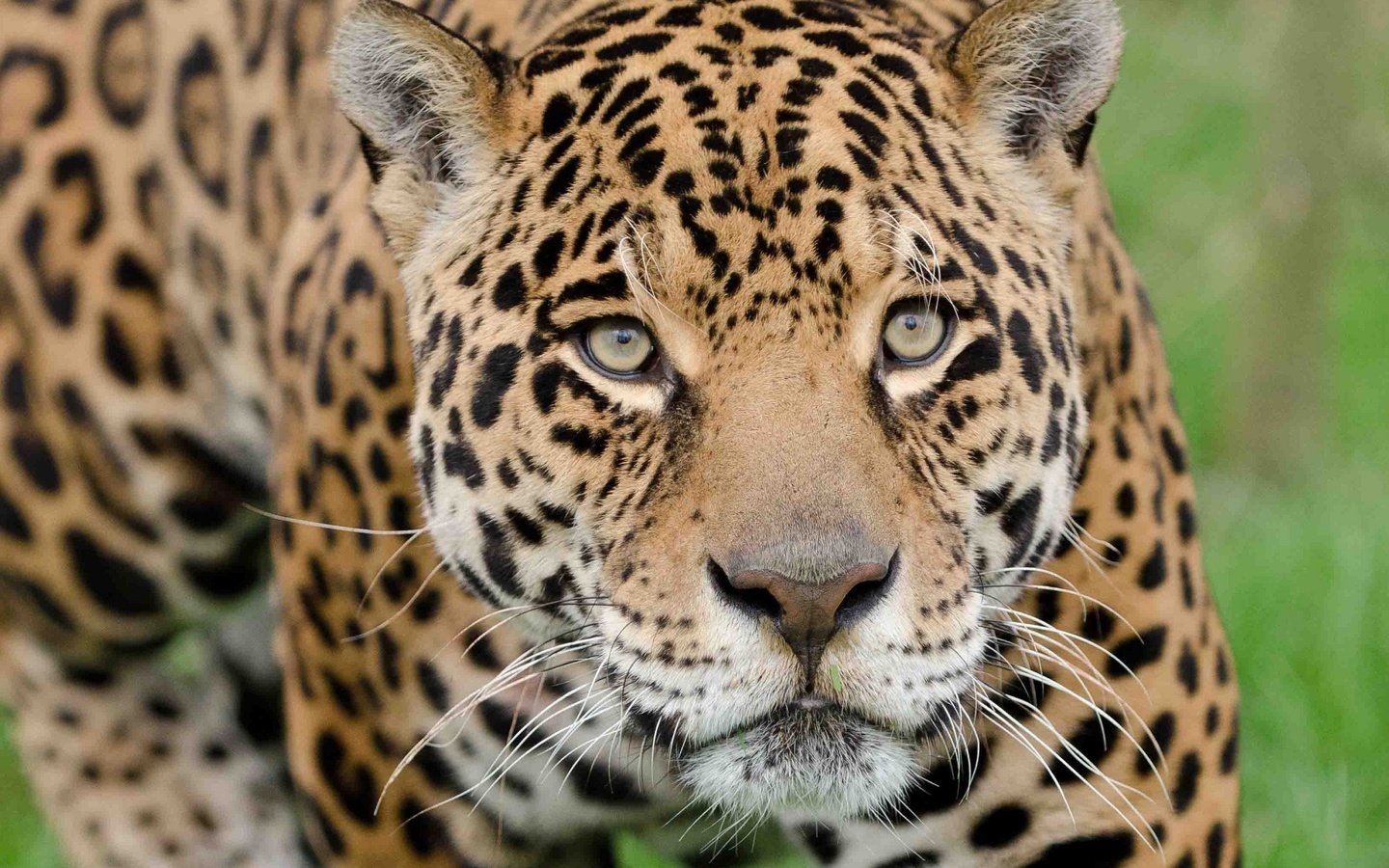 Обои морда, взгляд, хищник, ягуар, дикая кошка, face, look, predator, jaguar, wild cat разрешение 2560x1920 Загрузить