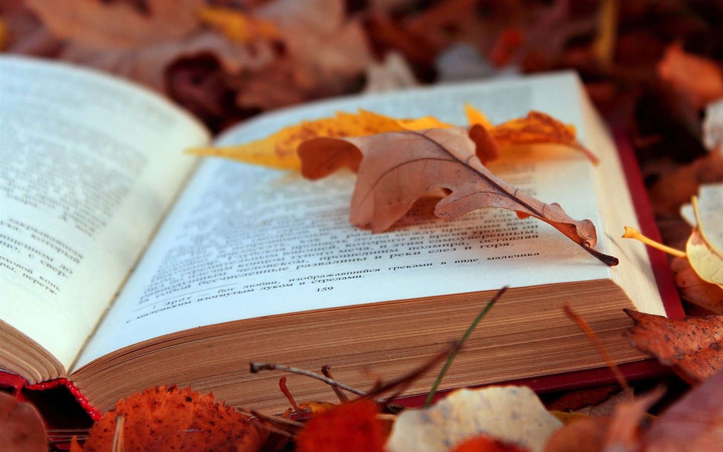 Обои листья, листва, осень, текст, книга, страницы, leaves, foliage, autumn, text, book, page разрешение 2048x1365 Загрузить