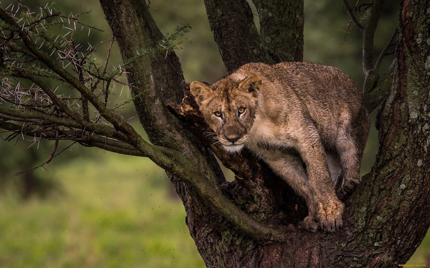 Обои природа, дерево, взгляд, лев, львёнок, nature, tree, look, leo, lion разрешение 2048x1280 Загрузить