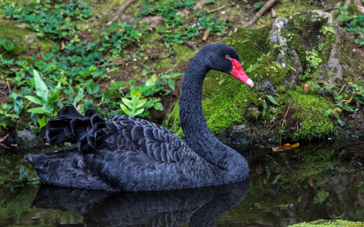 Обои вода, природа, черный, птицы, лебедь, water, nature, black, birds, swan разрешение 1960x1151 Загрузить