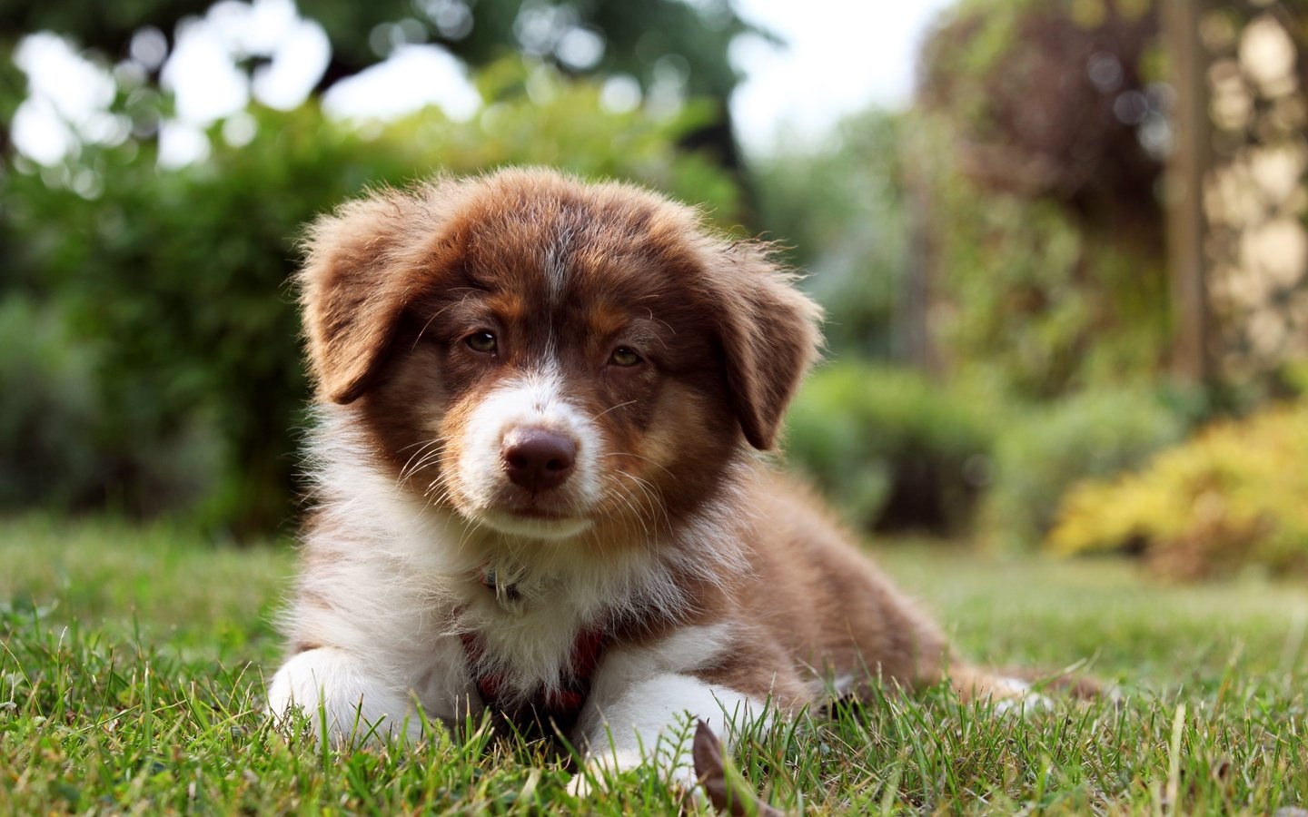 Обои трава, взгляд, собака, щенок, бордер-колли, grass, look, dog, puppy, the border collie разрешение 3600x2400 Загрузить