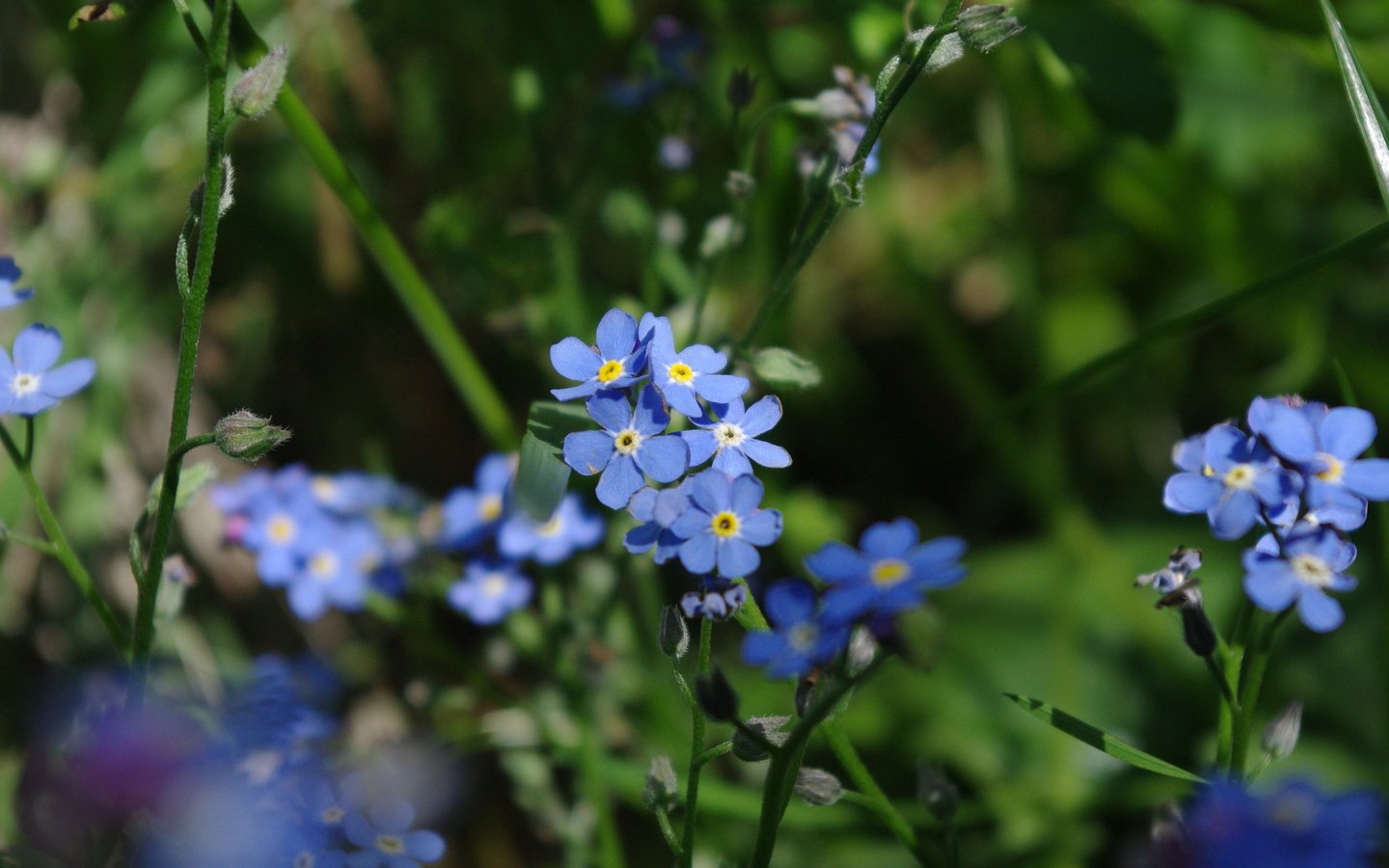 Обои цветы, макро, стебли, незабудки, flowers, macro, stems, forget-me-nots разрешение 3872x2592 Загрузить