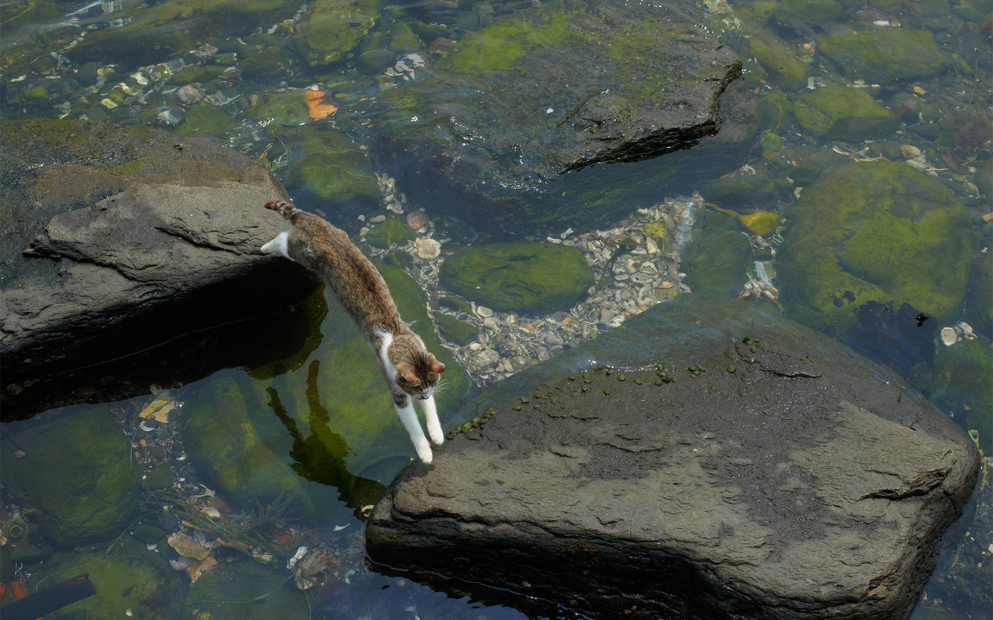 Обои вода, камни, кот, кошка, прыжок, мель, водоросли, water, stones, cat, jump, stranded, algae разрешение 1920x1200 Загрузить