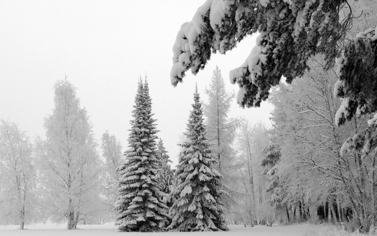 Обои деревья, ели, снег, природа, зима, пейзаж, холод, ель, елки, trees, ate, snow, nature, winter, landscape, cold, spruce, tree разрешение 2000x1456 Загрузить