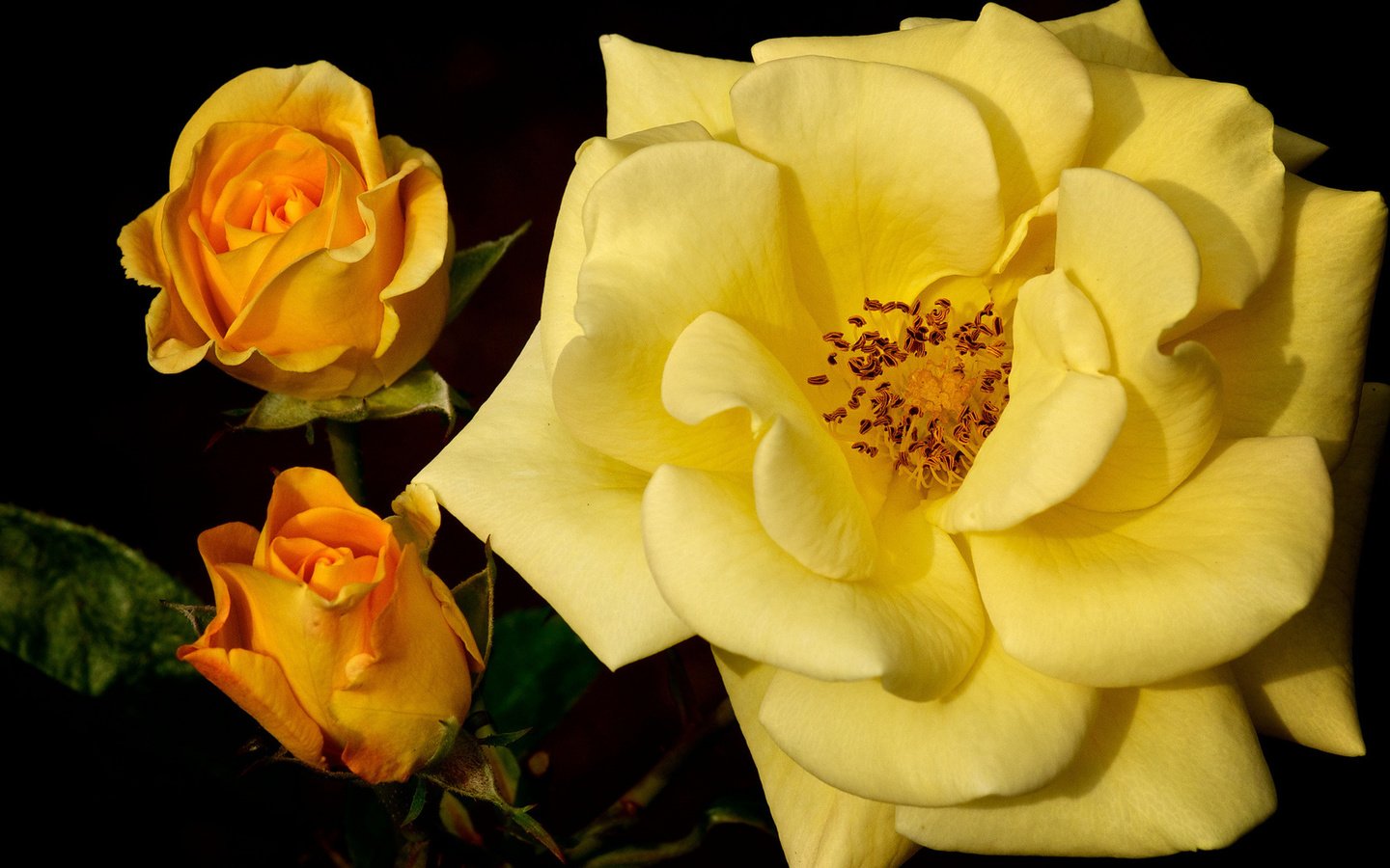 Обои бутоны, макро, роза, желтая роза, buds, macro, rose, yellow rose разрешение 1920x1080 Загрузить