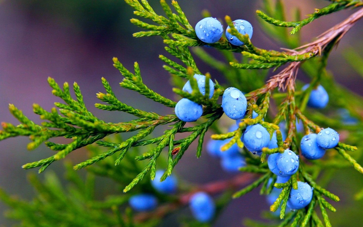 Обои ветка, можжевельник, природа, макро, капли, осень, ягоды, растение, плоды, branch, juniper, nature, macro, drops, autumn, berries, plant, fruit разрешение 2072x1381 Загрузить