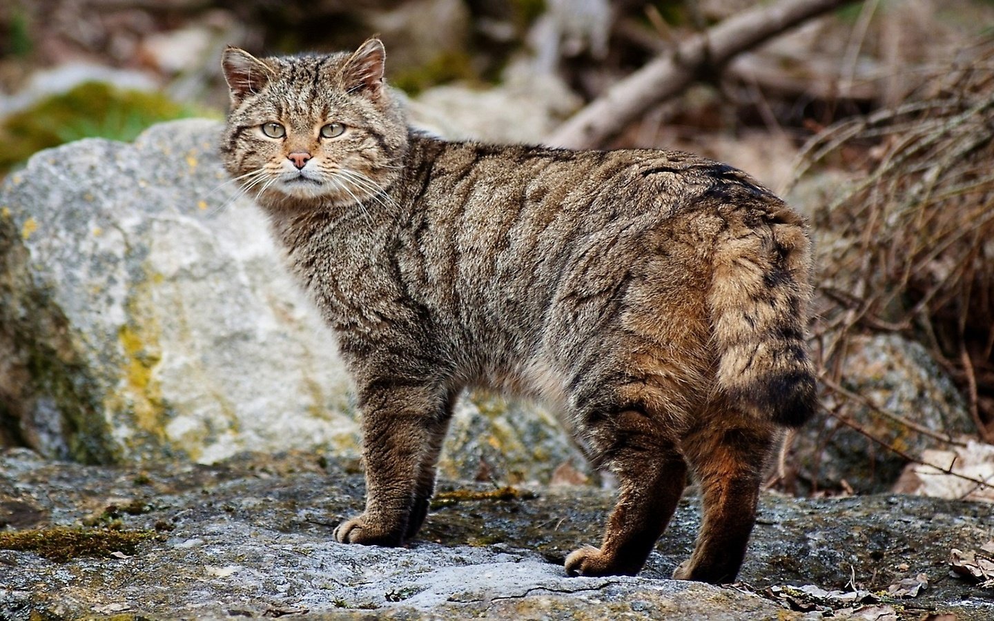 Обои дикий кот, возле камня, wild cat, near stone разрешение 1920x1080 Загрузить