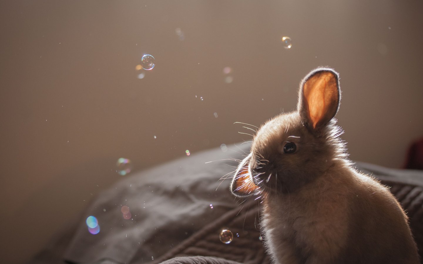 Обои пузыри, кролик, животное, уши, крольчонок, серый. мыльные, bubbles, rabbit, animal, ears, grey. soap разрешение 2048x1365 Загрузить