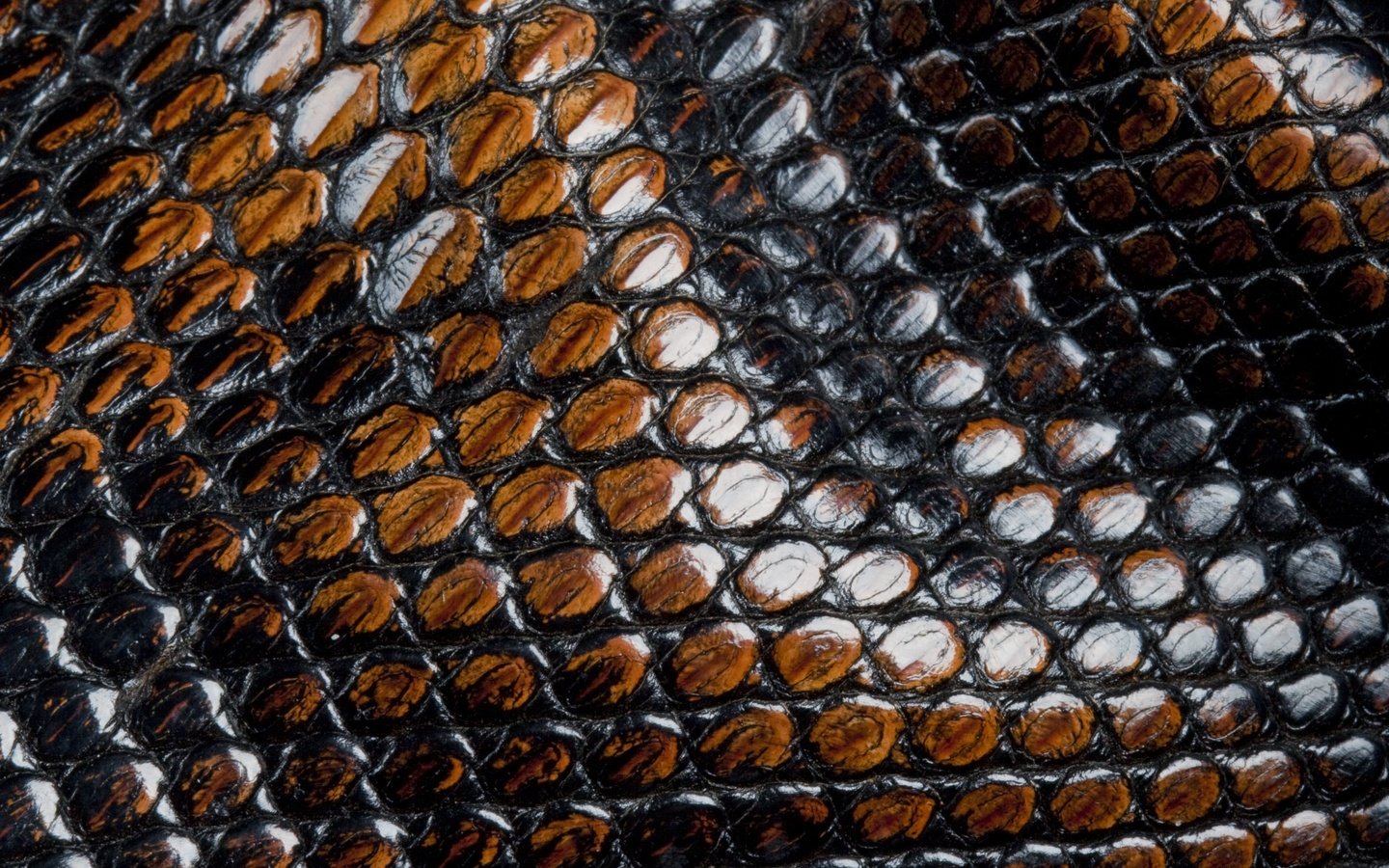 Обои кожа, змеи, чешуя, animal texture, leather, snakes, scales разрешение 3734x2367 Загрузить