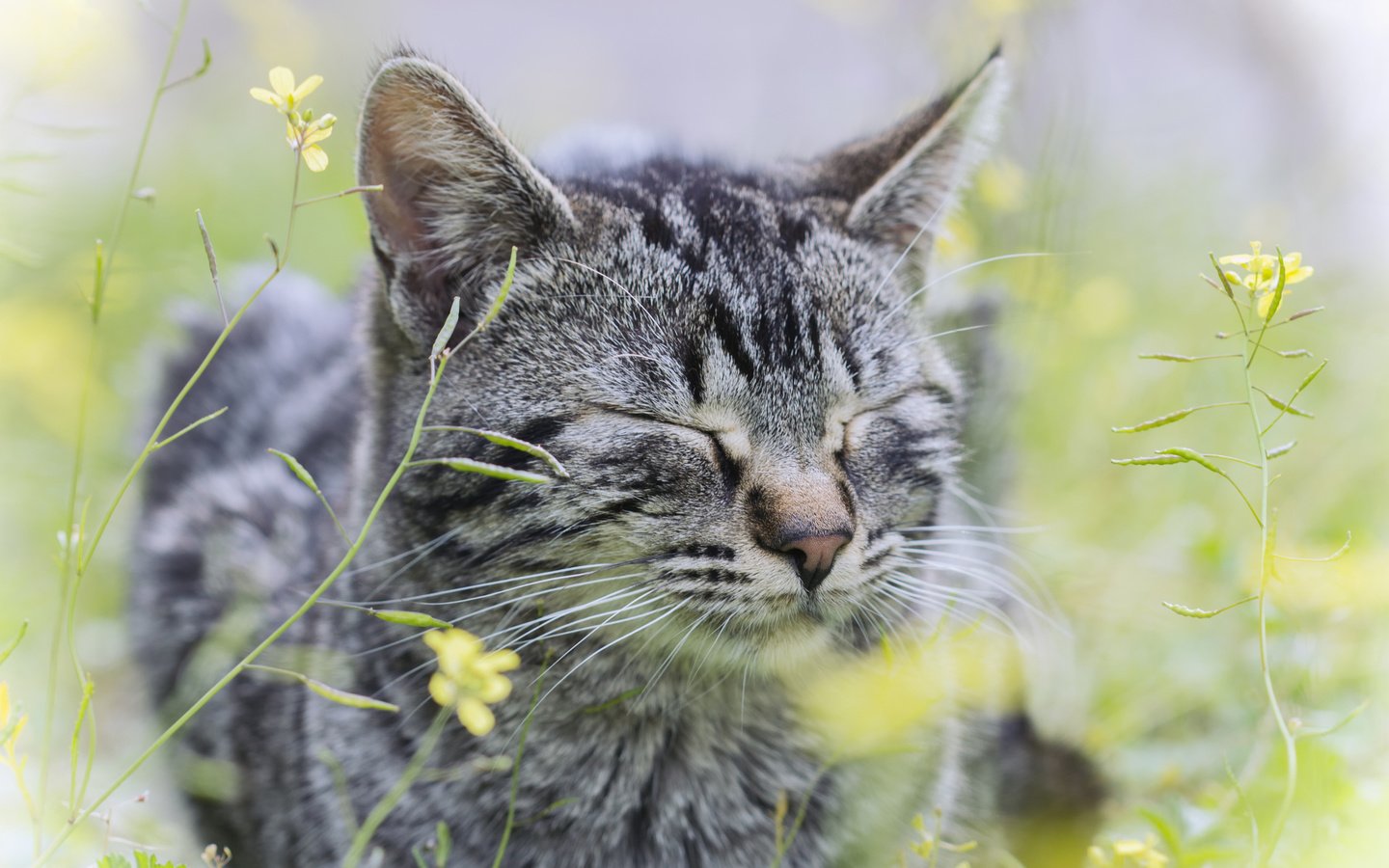 Обои цветы, трава, кот, кошка, серый, flowers, grass, cat, grey разрешение 2560x1600 Загрузить