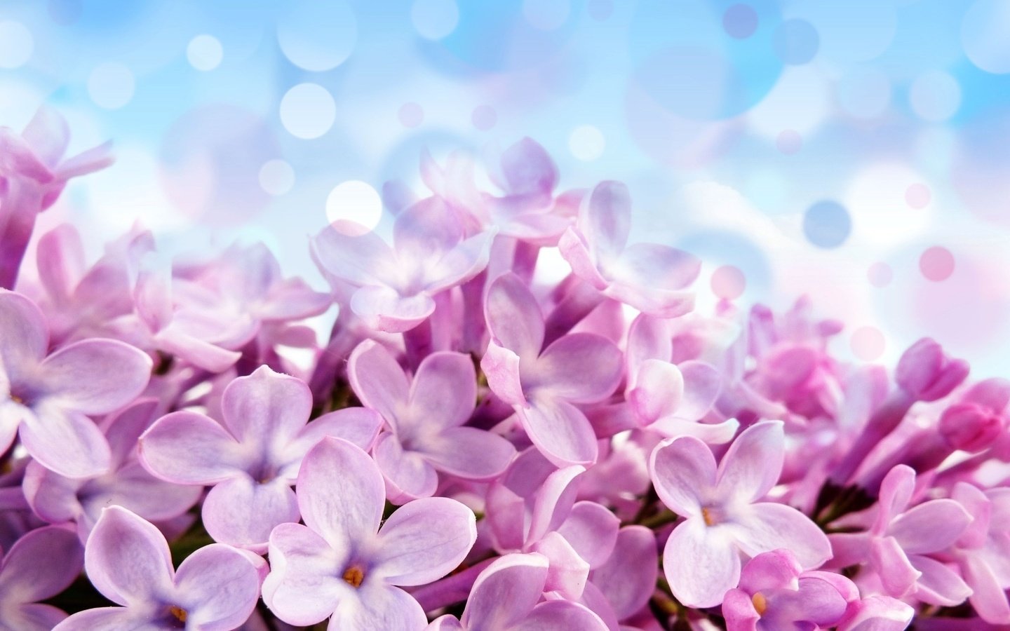 Обои сирень, lilac разрешение 2560x1600 Загрузить