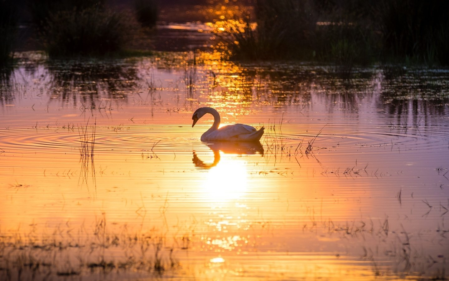 Обои свет, солнце, отражение, водоем, лебедь, грация, light, the sun, reflection, pond, swan, grace разрешение 1920x1200 Загрузить