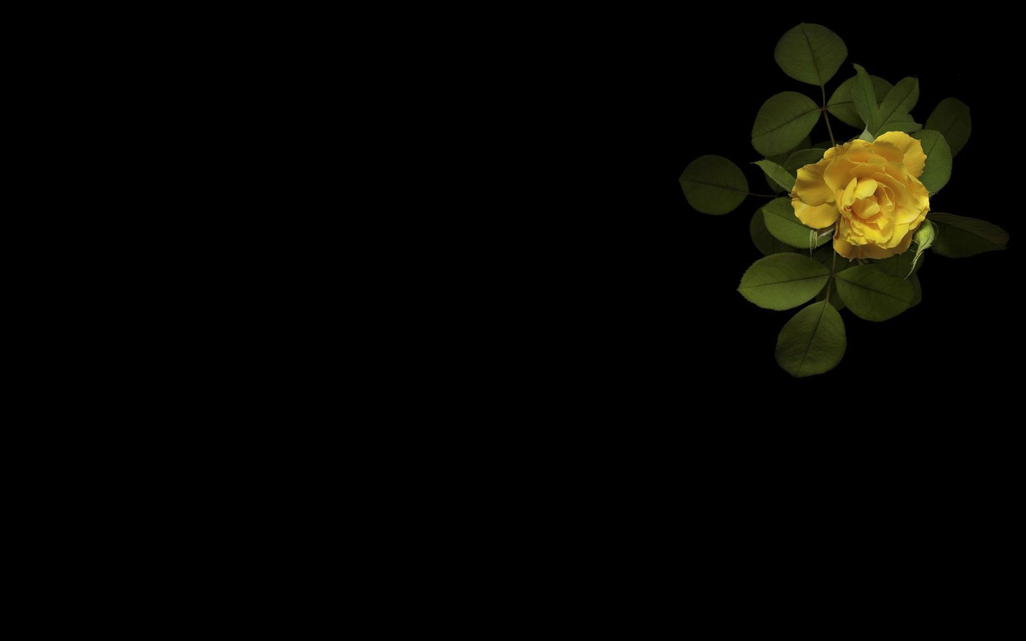 Обои минимализм, черный фон, желтая роза, minimalism, black background, yellow rose разрешение 2560x1600 Загрузить