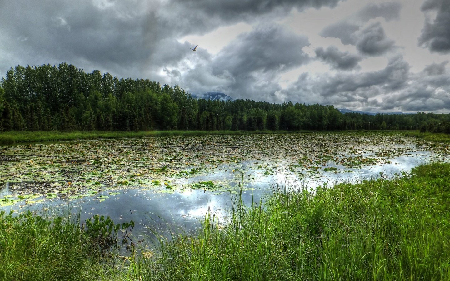 Обои река, лес, тучи, пейзаж, аляска, river, forest, clouds, landscape, alaska разрешение 2560x1600 Загрузить