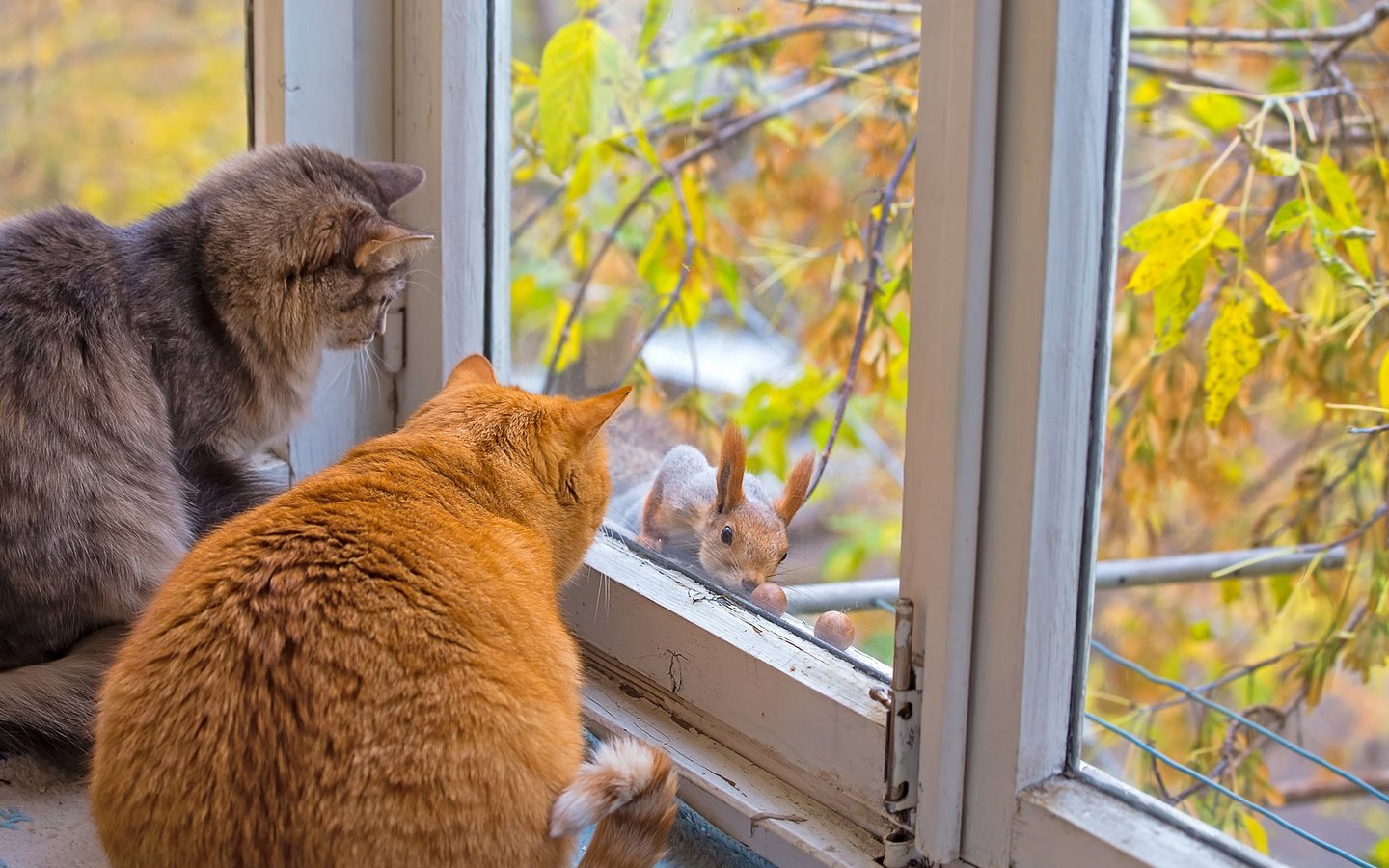 Обои осень, коты, окно, кошки, белка, autumn, cats, window, protein разрешение 1920x1200 Загрузить