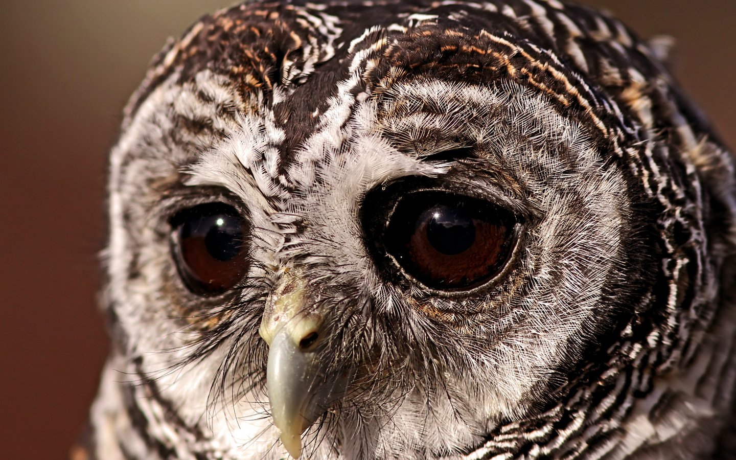 Обои глаза, сова, птица, грустный взгляд, совушка, неясыть, eyes, owl, bird, a sad look, sovushka разрешение 1920x1200 Загрузить