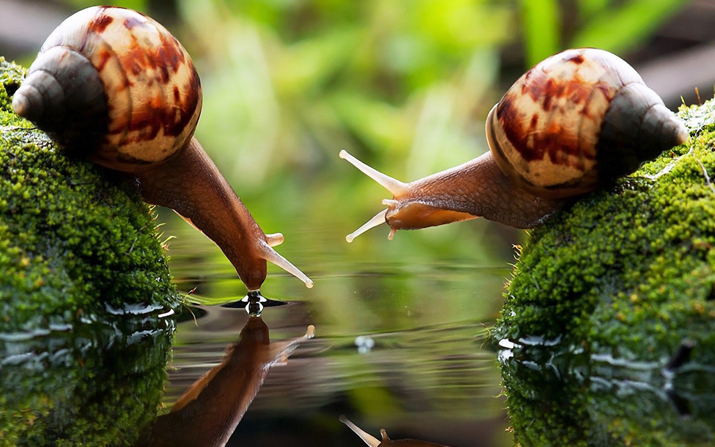 Обои зелень, волны, отражение, рожки, две улитки у воды пьют воду, greens, wave, reflection, horns, two snails at the water drink the water разрешение 1920x1080 Загрузить